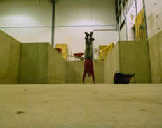 handstand in pit